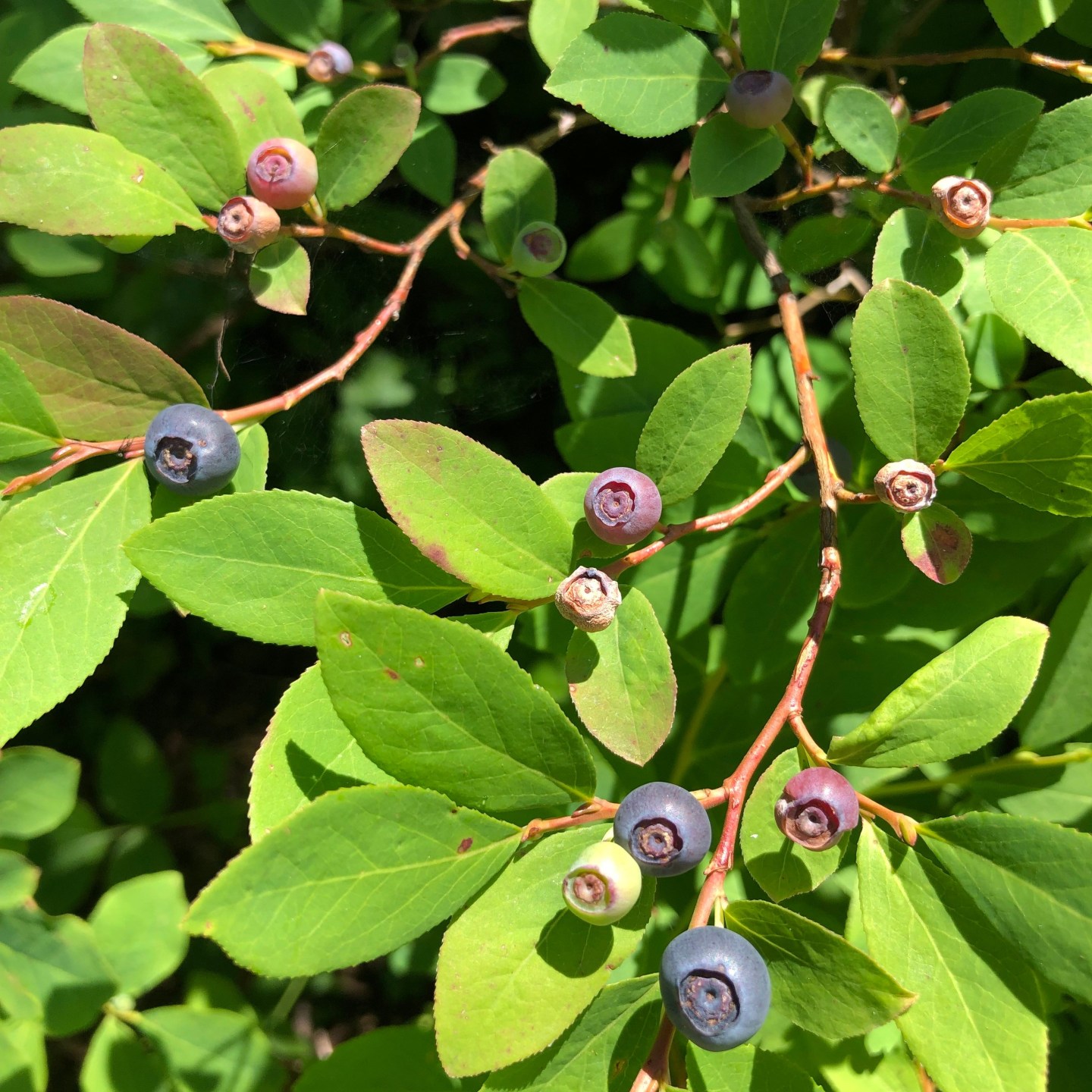 A Quick Guide to Huckleberry Picking – Little Honey Hunts